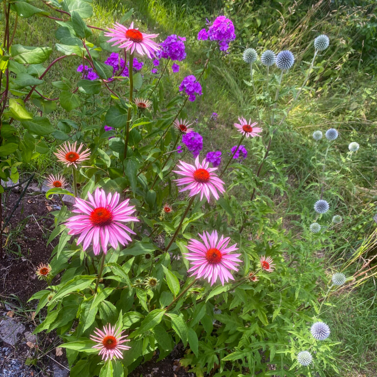 Liljan – den lilla oasen